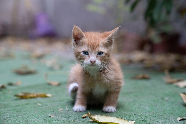 Nahaufnahme eines braunen Kätzchens auf dem Boden