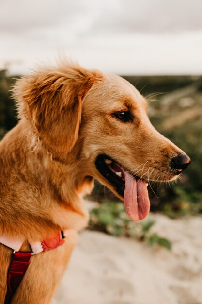 Nahaufnahme eines braunen kurzbeschichteten Hundekopfes mit herausgezogener Zunge