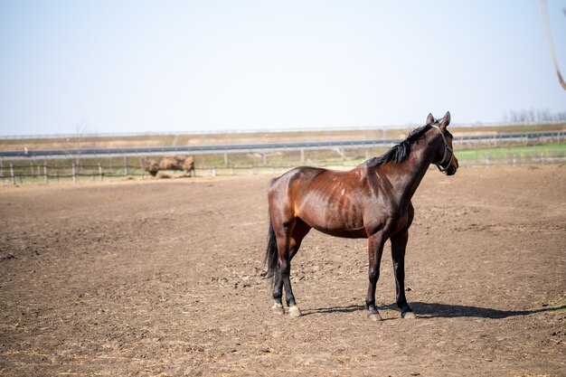Nahaufnahme eines braunen Pferdes, das in einem Corral an einem sonnigen Tag steht
