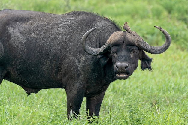 Nahaufnahme eines Büffels und eines winzigen Vogels, die auf seinem Kopf in einem Feld bei Tageslicht sitzen