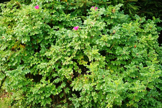 Nahaufnahme eines Busches mit ein paar rosa Blumen