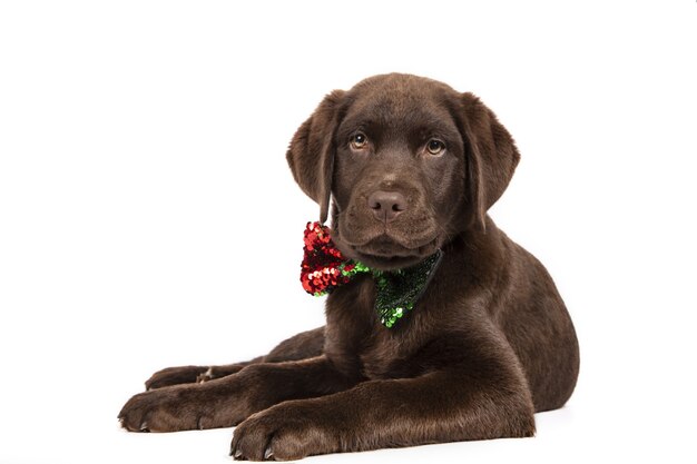 Nahaufnahme eines Chocolate Labrador mit einer Paillettenfliege auf Weiß