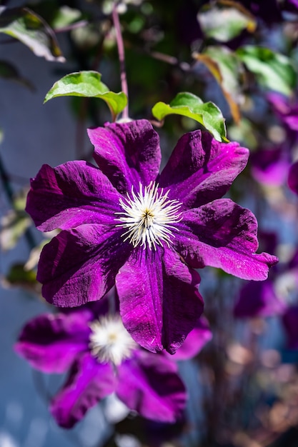 Nahaufnahme eines Clematis Warszawska Nike, umgeben von Grün in einem Feld unter dem Sonnenlicht