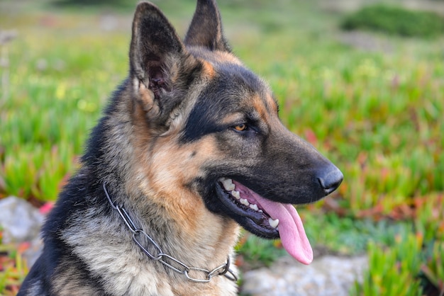 Nahaufnahme eines deutschen Schäferhundes, umgeben von Grün unter dem Sonnenlicht