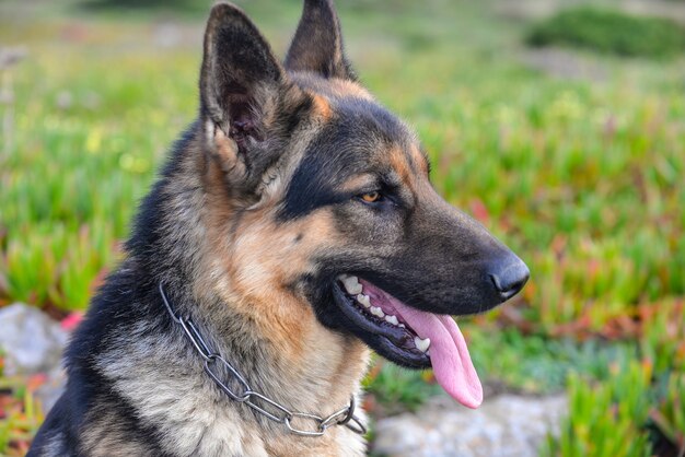 Nahaufnahme eines deutschen Schäferhundes, umgeben von Grün unter dem Sonnenlicht