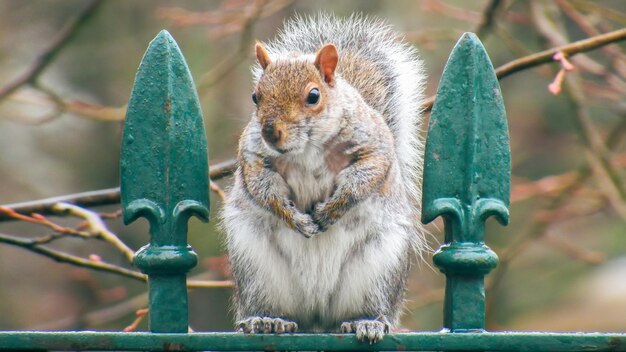 Nahaufnahme eines Eichhörnchens, das auf einem Zaun sitzt