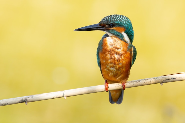 Kostenlose Foto nahaufnahme eines eisvogels, der auf einem ast mit unscharfem raum hockt