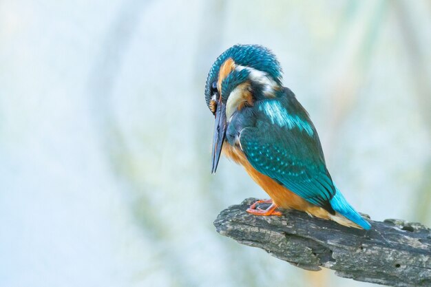 Nahaufnahme eines Eisvogels, der auf einem Ast sitzt und sein Gefieder repariert