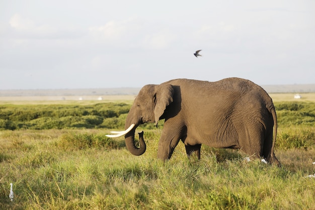 Nahaufnahme eines Elefanten, der auf der Savanne des Amboseli-Nationalparks, Kenia, Afrika geht