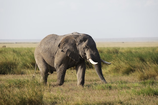 Nahaufnahme eines Elefanten, der auf der Savanne des Amboseli-Nationalparks, Kenia, Afrika geht