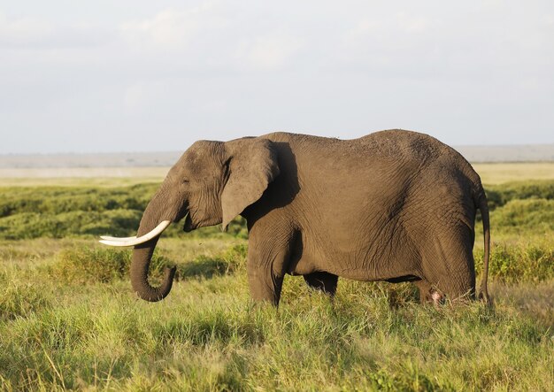 Nahaufnahme eines Elefanten, der auf der Savanne des Amboseli-Nationalparks, Kenia, Afrika geht