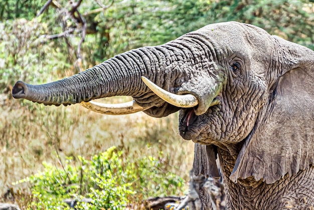 Nahaufnahme eines Elefanten, der Trompetengeräusch macht, indem er Luft durch seinen Stamm drückt