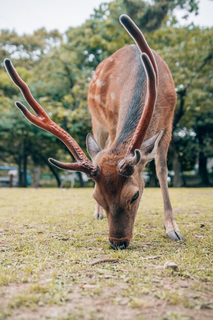 Nahaufnahme eines entzückenden Hirsches im Kyoto-Park