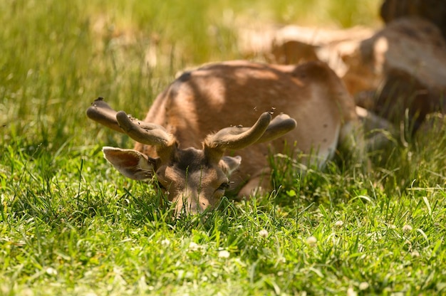 Nahaufnahme eines entzückenden Hirsches mit langem Geweih, das auf der Wiese im Park liegt