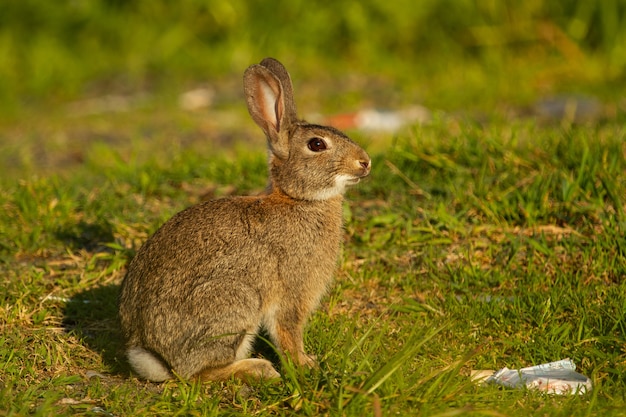 Nahaufnahme eines europäischen Kaninchens auf der Wiese