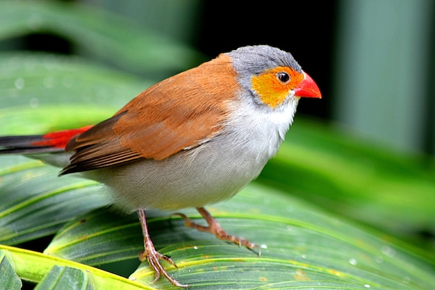 Kostenloses Foto nahaufnahme eines europäischen rotkehlchens, das auf einem blatt unter dem sonnenlicht steht