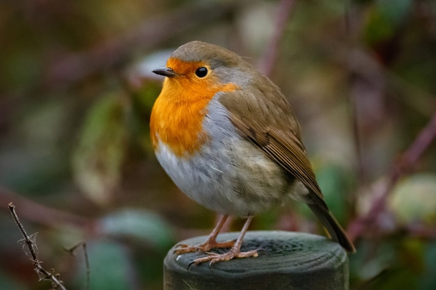 Nahaufnahme eines europäischen Rotkehlchens, das auf einem Wald in einem Garten sitzt