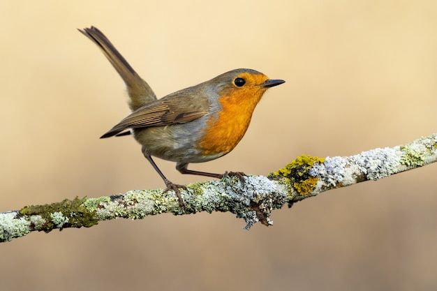 Nahaufnahme eines europäischen Rotkehlchens, das auf einem Zweig unter dem Sonnenlicht steht