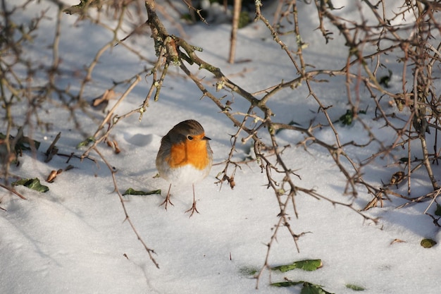 Nahaufnahme eines europäischen Rotkehlchenvogels an einem Wintertag