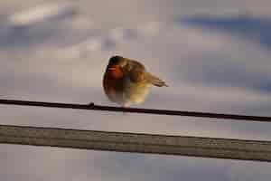 Kostenloses Foto nahaufnahme eines europäischen rotkehlchenvogels an einem wintertag