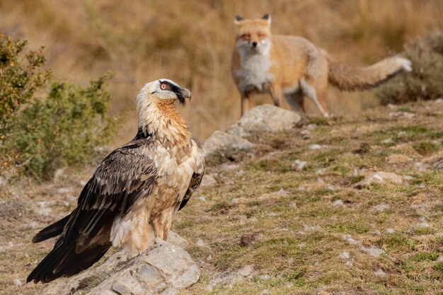 Nahaufnahme eines Falken neben dem Fuchs über der felsigen Landschaft