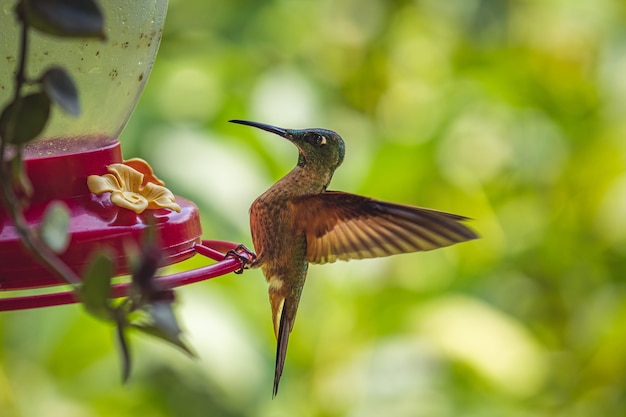 Nahaufnahme eines Fawn-breasted brillant thront auf seinem Nest in einem Feld