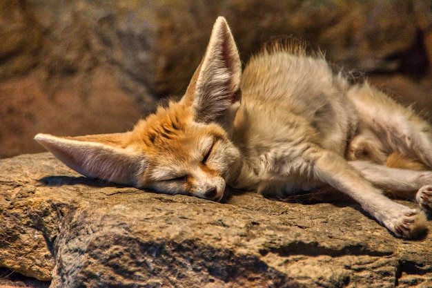 Nahaufnahme eines Fennec-Fuchses, der auf einem Stein unter dem warmen sunlig schläft