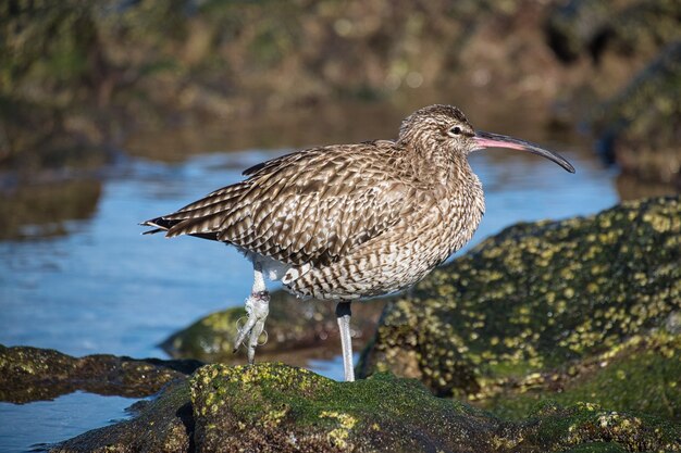 Nahaufnahme eines fernöstlichen Brachvogels