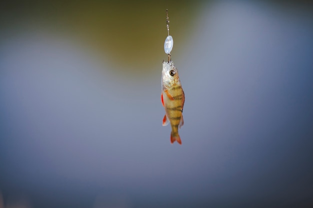 Nahaufnahme eines Fisches, der am Haken hängt