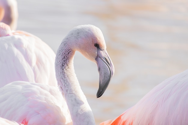 Nahaufnahme eines Flamingos, der seinen deutlich gebogenen Schnabel zeigt