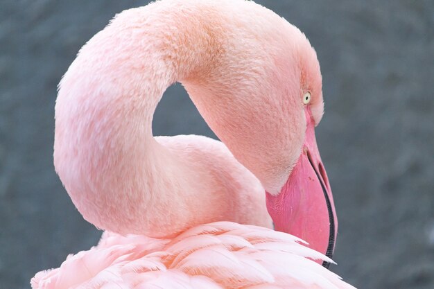 Nahaufnahme eines Flamingos, der seinen Kopf auf seinem Rücken ruht