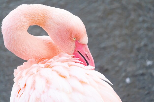 Nahaufnahme eines Flamingos, der ts Kopf auf seinem Rücken ruht