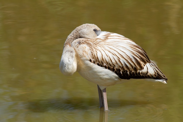 Nahaufnahme eines Flamingos im Wasser