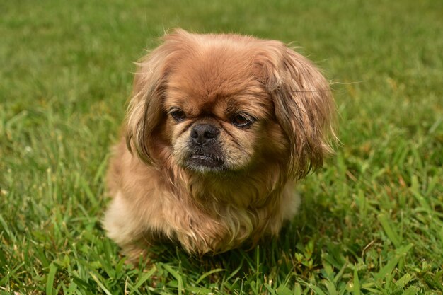 Nahaufnahme eines flauschigen blonden pekingese-Hundes, der draußen im grünen Gras spielt.