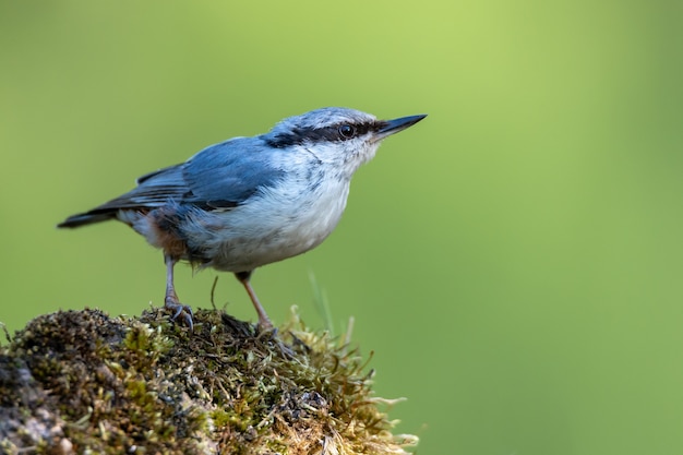 Nahaufnahme eines Fliegenfängervogels, der auf einem mit Moos bedeckten Felsen thront