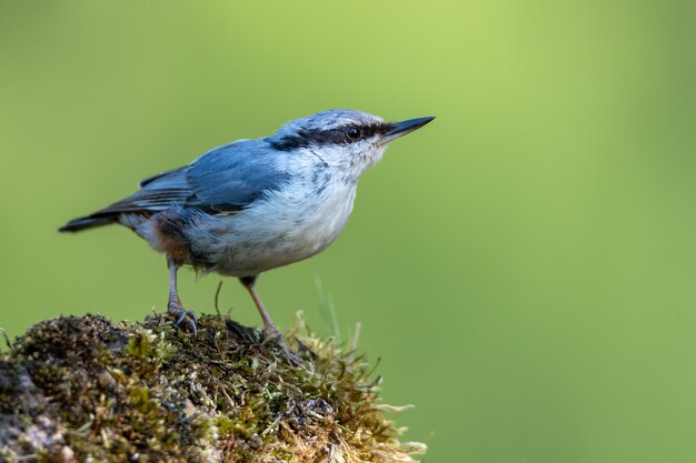 Nahaufnahme eines Fliegenfängervogels, der auf einem mit Moos bedeckten Felsen thront