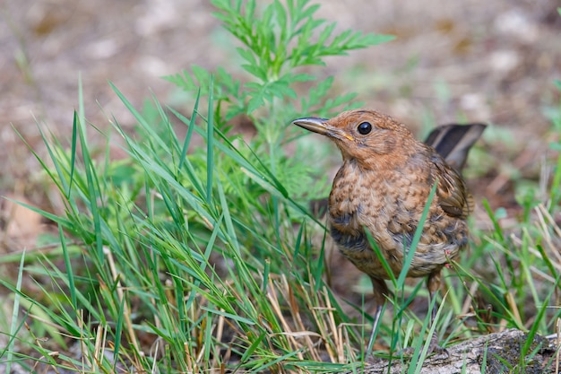 Kostenloses Foto nahaufnahme eines fliegenschnäppers der alten welt in der nähe von grünem gras