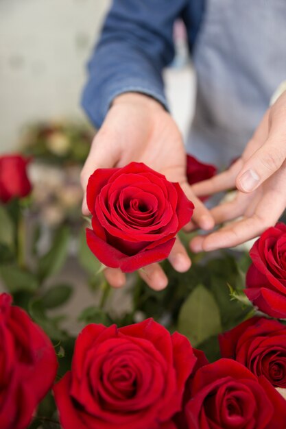 Nahaufnahme eines Floristenmannes, der Rotrosenblume hält