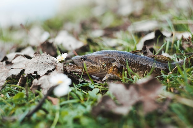 Nahaufnahme eines frischen Fisches auf Gras