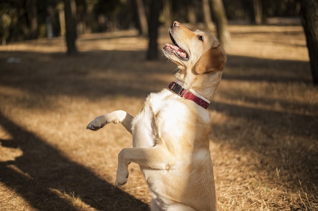 Kostenloses Foto nahaufnahme eines fröhlichen labradors, der tagsüber auf zwei füßen auf einem feld im sonnenlicht steht