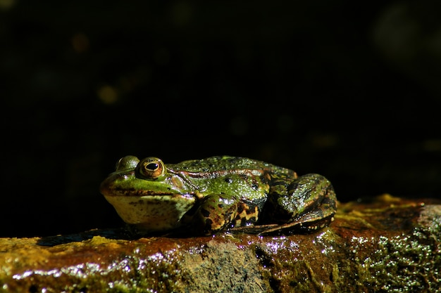 Nahaufnahme eines Frosches auf einer schleimigen Oberfläche in der Natur