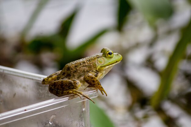 Nahaufnahme eines Frosches, der auf dem Plastikglas sitzt