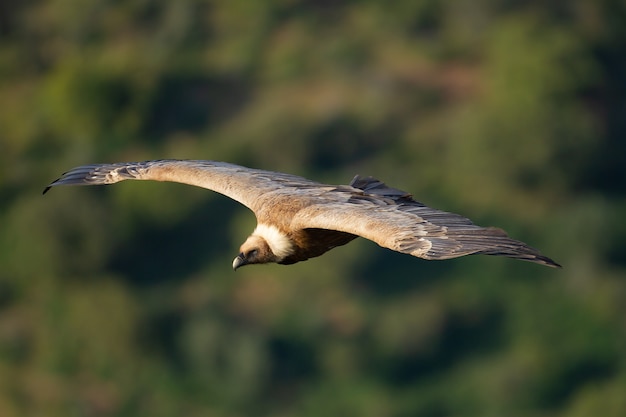 Nahaufnahme eines Gänsegeiers, der in einem Wald fliegt