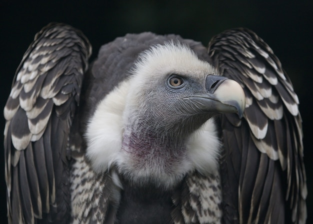 Nahaufnahme eines Gänsegeiers, ein Raubvogel