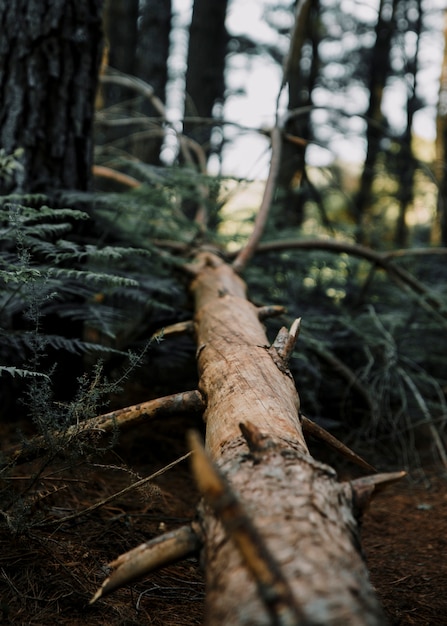 Nahaufnahme eines gefallenen Baums im Wald