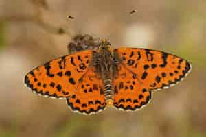 Kostenloses Foto nahaufnahme eines gefleckten fritillary-schmetterlings