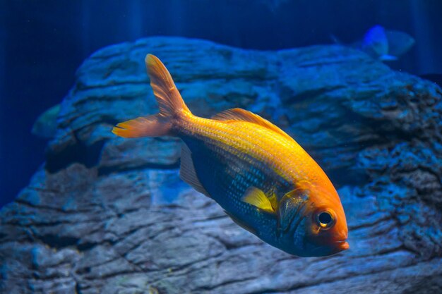 Nahaufnahme eines goldenen Fisches, der in einem Aquarium schwimmt