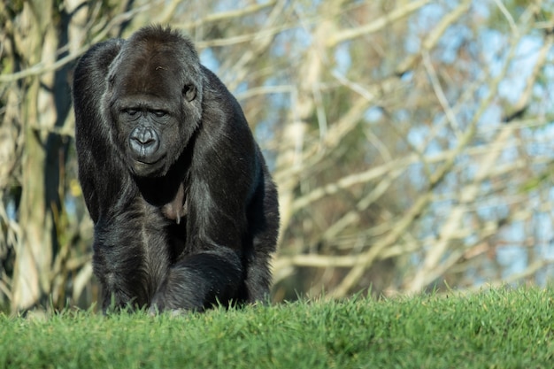 Nahaufnahme eines Gorillas, der auf dem Gras in den Bergen geht