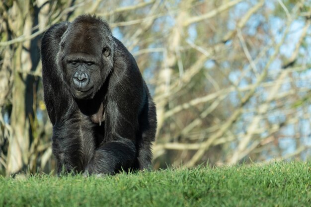 Nahaufnahme eines Gorillas, der auf dem Gras in den Bergen geht