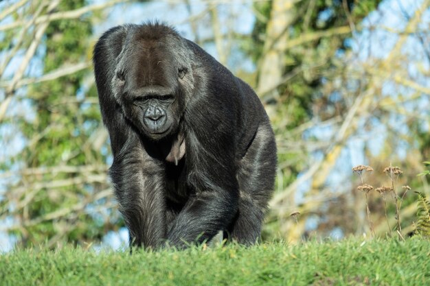 Nahaufnahme eines Gorillas, der auf dem Gras in den Bergen geht